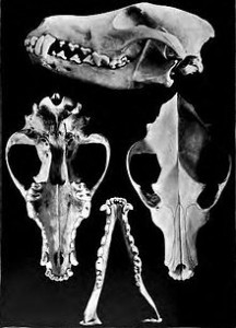 220px-Coyoteskull