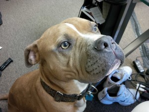 the dog