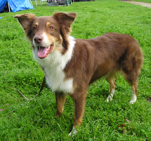 This is a sheep dog.